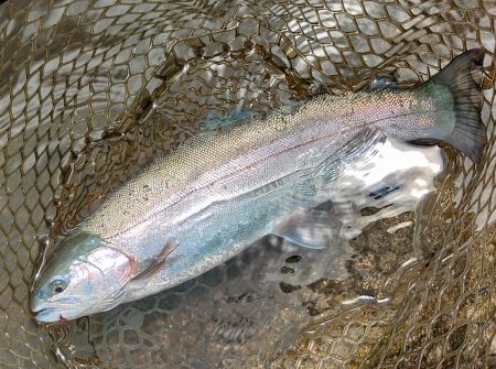 ペピーノ釣れる！　～平谷湖フィッシングスポット～